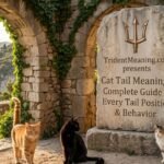 cat-tail-meanings-complete-guide-to-every-tail-position-and-behavior